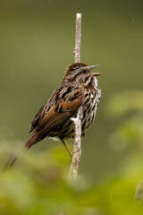closeup of a male bird sitting on a tree branch