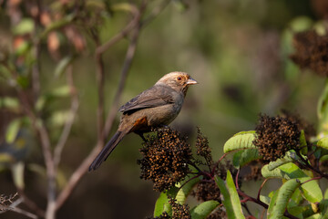 closeup of a California Towhee