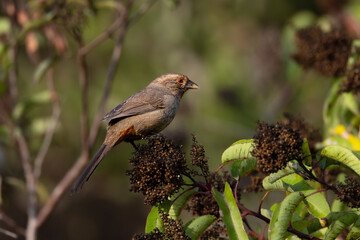 closeup of a California Towhee