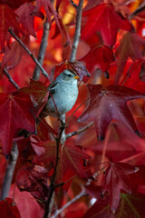 Closeup of a bird with red leaves in background