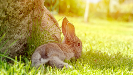 Cute gray rabbit on green grass