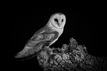 Barn owl on its nocturnal trunk waiting to hunt