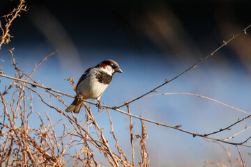 closeup of a male bird sitting on a tree branch