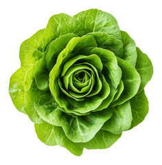 Obraz premium Close-up of fresh green lettuce rosette on white background. Healthy vegetable and organic food concept