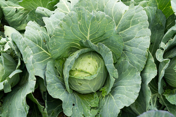 Fototapeta premium Growing white cabbage on an organic farm