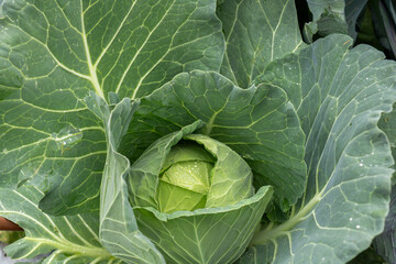 Obraz premium Growing white cabbage on an organic farm