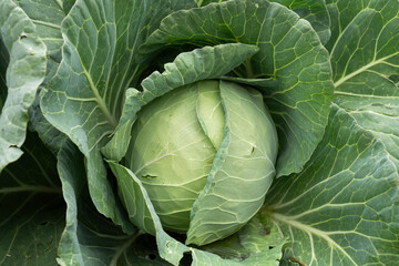 Growing white cabbage on an organic farm