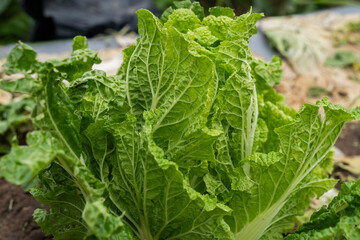 Fresh Organic Curled Lettuce Growing in the Field