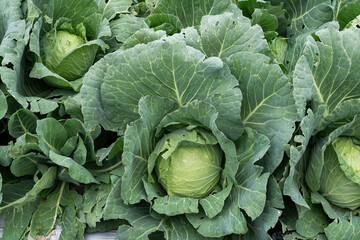 Growing white cabbage on an organic farm