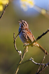 A male bird calling during the rain