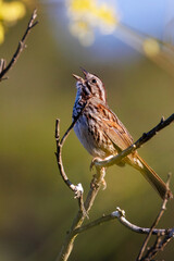 A male bird calling during the rain
