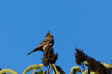 Closeup of a myrtle warbler bird 