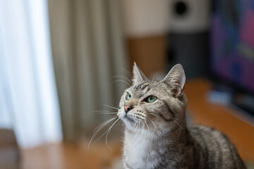 見つめるかわいい飼い猫　サバトラ猫