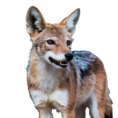 Fototapeta premium A photo of a jackal with a close-up shot, isolated on a white background. The jackal has sharp teeth and is looking to the side. The fur is brown and white, with a bushy tail.