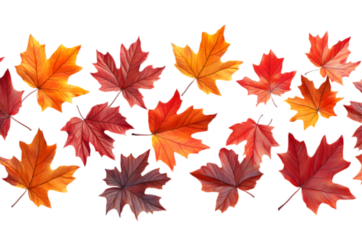 Autumn Maple Leaves Collection Isolated on Transparent Background