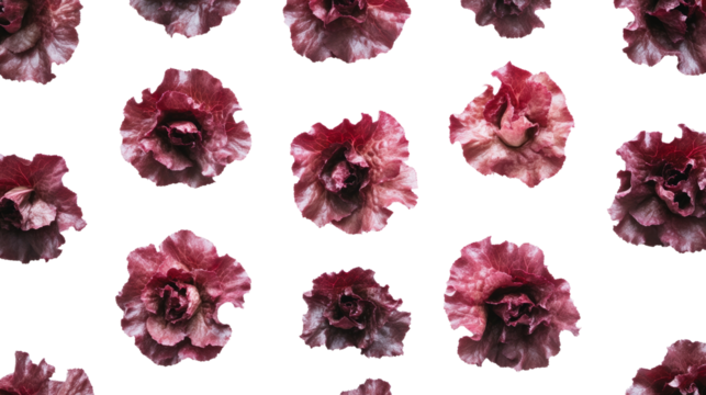 Red lettuce pattern on white background