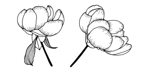 Hand drawn illustration of peony flowers with leaves isolated on white background. Vector floral illustration