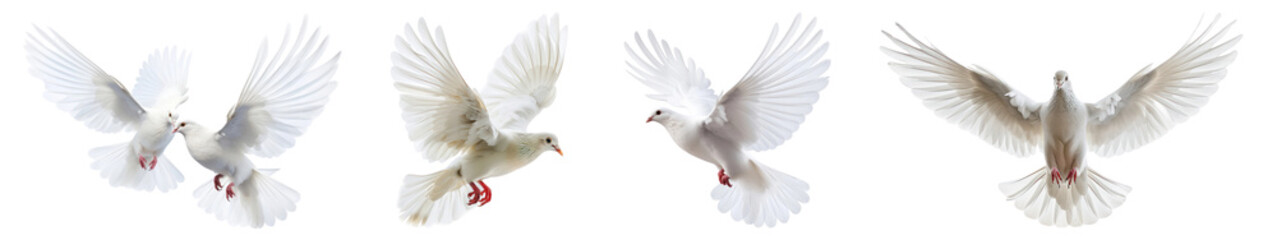 PNG Dove photo set on transparent background