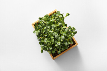 Wooden box with micro green on light background