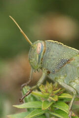 Vertical closeup on a nymph juvenile of the large Egyptian locust, Anacridium aegyptium in the Mediterranean