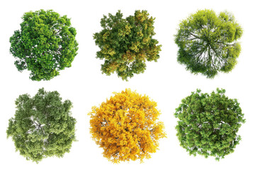 Obraz premium PNG Tree top perspective, element set on transparent background