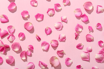 Many beautiful rose petals on pink background