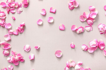 Many beautiful rose petals on grey background