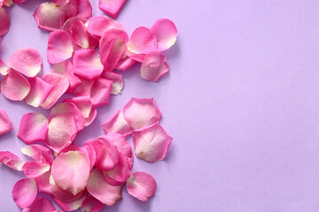 Fototapeta premium Beautiful pink rose petals on purple background