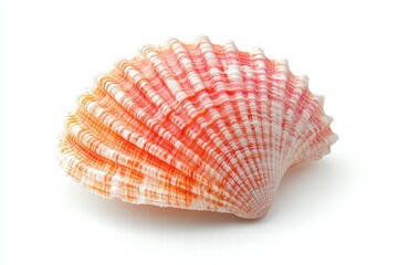 Striped Scallop Seashell on White Background