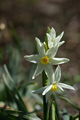 Obraz premium 香り漂う冬の花