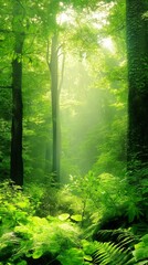 Obraz premium Sunbeams filtering through lush forest trees