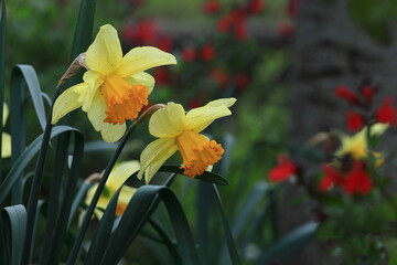 Fototapeta premium 香り漂う冬の花