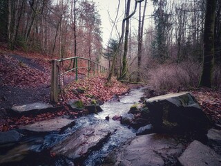 Ein Bachlauf in einem Wald mit hohen Bäumen im Winter umgeben von Steinen und Findlingen