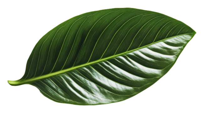 Green tropical leaf isolated on white background