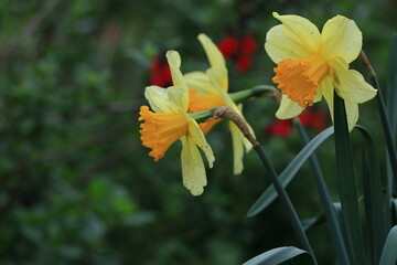 Obraz premium 香り漂う冬の花