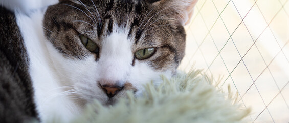 窓辺でくつろぐ可愛い猫　キジトラ白	