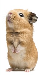Fototapeta premium A cute, upright hamster with soft fur and bright eyes, exuding curiosity and charm.