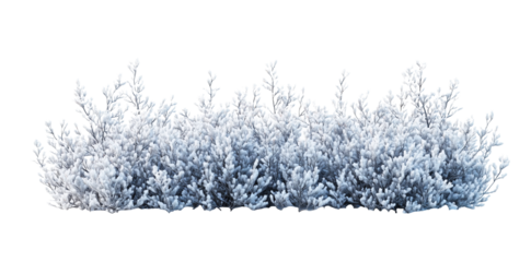 Beautiful Snow Covered Bush, isolated on transparent background