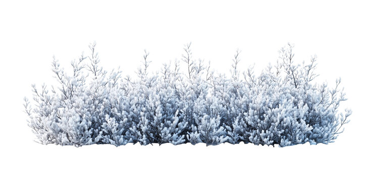 Beautiful Snow Covered Bush, isolated on transparent background