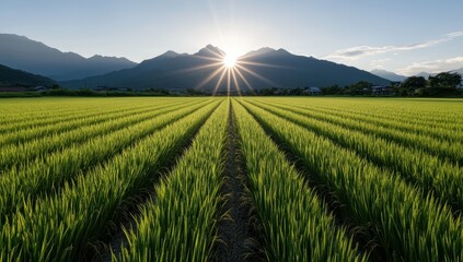 Fototapeta premium 美しい山々の背景に広がる緑の稲田と朝日が昇る瞬間