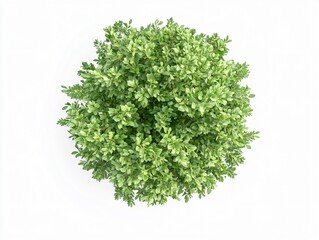 Obraz premium Aerial View Lush Green Bush Top View