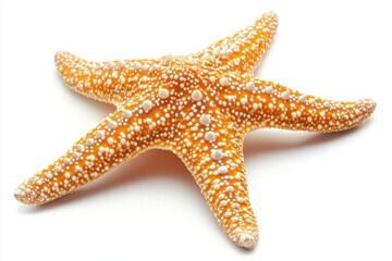 Orange Starfish Isolated on White Background