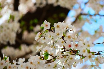 可憐な桜
