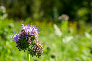 Phacelia. A flower. The purple flower of the Aquarius family. A wild flowering plant.