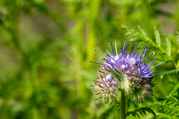 Phacelia. A flower. The purple flower of the Aquarius family. A wild flowering plant.