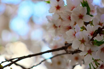 可憐な桜