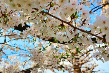 可憐な桜