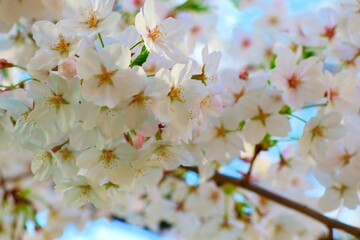 可憐な桜