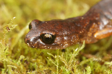 Closeup on a North american, Pacific Ensatina eschscholtzii salamander, sitting in green moss