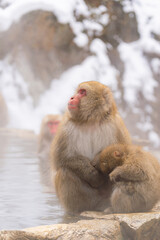 地獄谷に生息するニホンザルの親子【長野県・地獄谷野猿公苑】